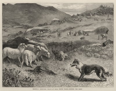 ウェールズ北部のバラで行われる全国羊犬試験 作： Samuel Edmund Waller